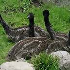 Zoo Hamburgo 17-06-11 1243