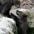Zoo Hamburgo 17-06-11 840