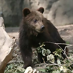 Zoo Hamburgo 17-06-11 896