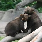 Zoo Hamburgo 17-06-11 908