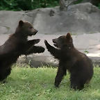 Zoo Hamburgo 17-06-11 925
