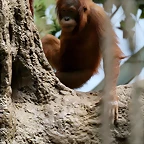 Zoo Hamburgo 17-06-11 194