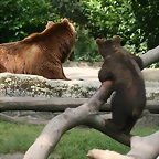 Zoo Hamburgo 17-06-11 966