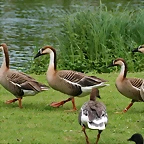 Zoo Hamburgo 17-06-11 146