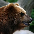 Zoo Hamburgo 17-06-11 850