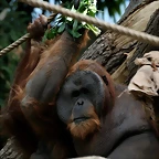 Zoo Hamburgo 17-06-11 199