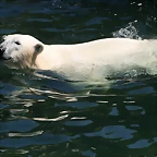 Zoo Hannover 18-06-11 897