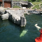 Zoo Hannover 18-06-11 954