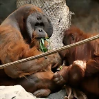 Zoo Hamburgo 17-06-11 210