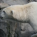 Zoo Hannover 18-06-11 945