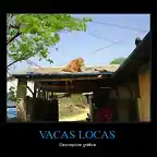 CR_355843_vacas_locas