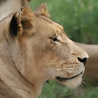 Lion Park & Johannesburg  Zoo 31-01-09 153