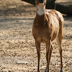 Zoo de Barcelona 04-04-11 373