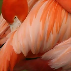 Zoo de Barcelona 04-04-11 315