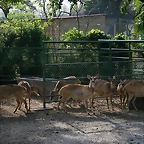 Zoo de Barcelona 04-04-11 400