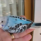 6 pollo 1-10-10 VAR