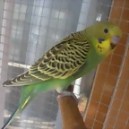 3 pollo 1-10-10 VAR!