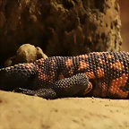 Zoo de Barcelona 22-10-10 286