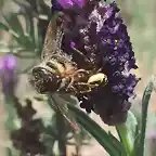 abeja pillada