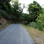 BAJADA DE 7 CARBALLOS A PONTE DE DONÍS