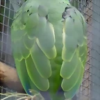Amazona brasiliensis