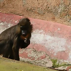 Zoo de Barcelona 13-03-11 012