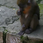 Zoo de Barcelona 13-03-11 022