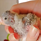 1º pollito de Clear y Fight