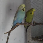Loren y Aqua