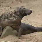 foca gris