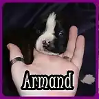 1 armand