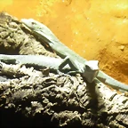 Varanus jobiensis 2 (16-6-13 Terarium Praha, Dube&#269;)