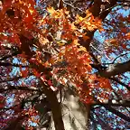 Quercus palustris-SAM_3477