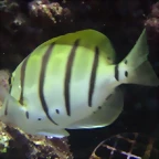 Acanthurus triostegus 2
