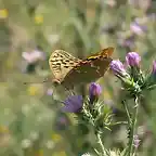 mariposa