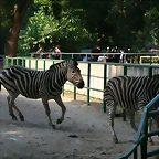 Zoo de Barcelona 454