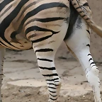 Zoo de Barcelona 457