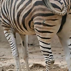 Zoo de Barcelona 452