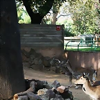 Zoo de Barcelona 24-10-10 095