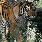 Zoo de Barcelona 05-11-10 052