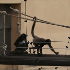 Zoo de Barcelona 07-11-10 370