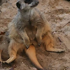 Zoo de Barcelona 05-11-10 841