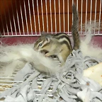 qwef