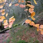 DSCN0695