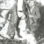 Lobo-cazado-en-Lugo_0