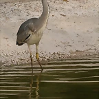 Zoo de Barcelona 04-04-11 669