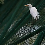 Zoo de Barcelona 04-04-11 696