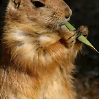 Zoo de Barcelona 19-03-11 1469