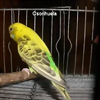 po recesivo 7-10-10