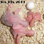 4 pollo 8-2-11